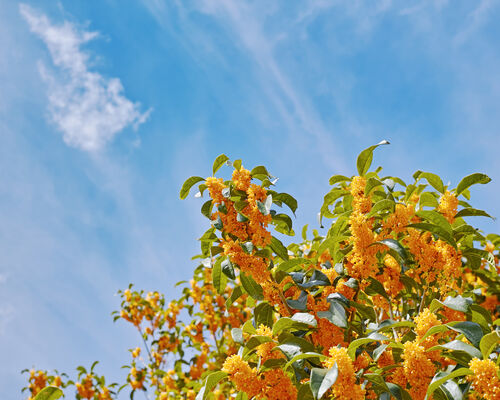 AdobeStock_299002829